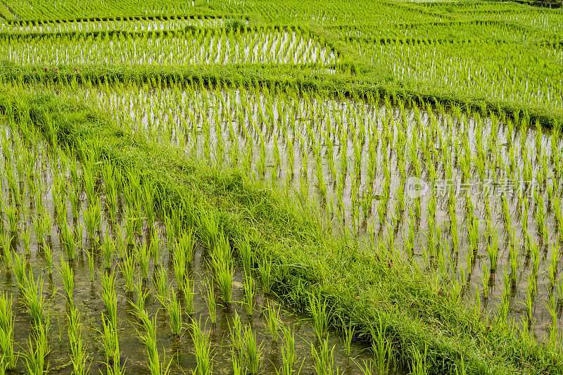 巴厘岛的Jatiluwih Rice土地